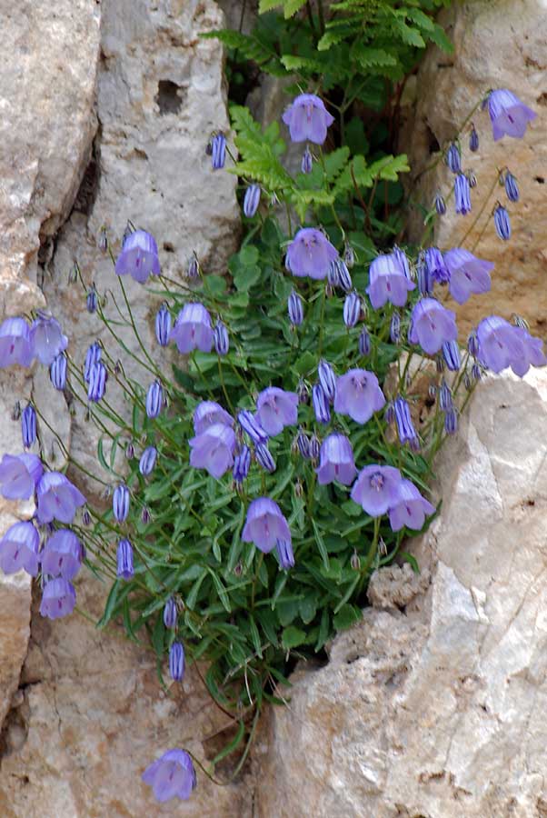 Campanula cochleariifolia / Campanula a foglie di coclearia